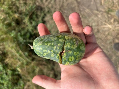 Melons — Bild 1