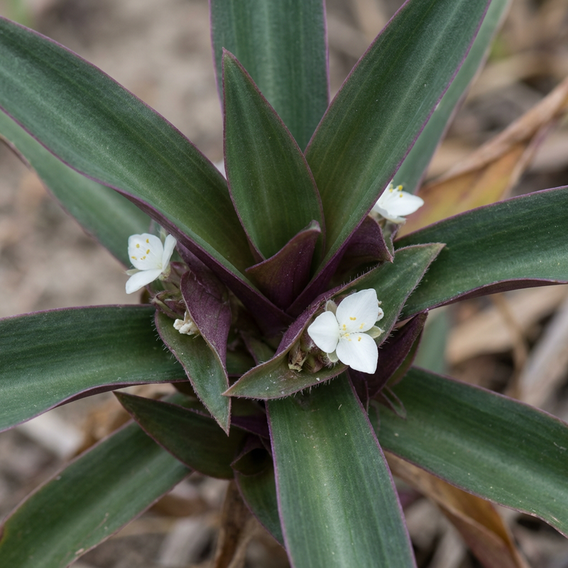 Fleur mexicaine à trois maîtres
