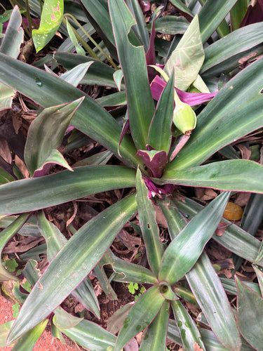 Fleur mexicaine à trois maîtres — Bild 1