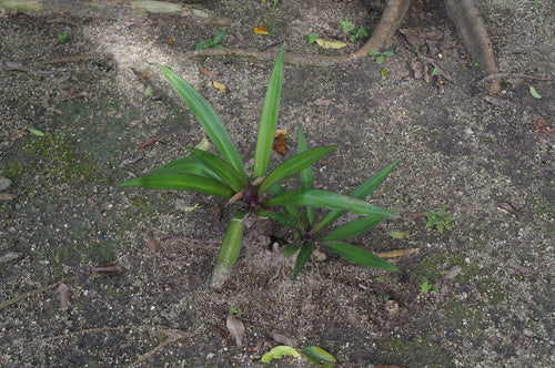 Fleur mexicaine à trois maîtres — Bild 3