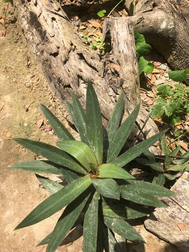 Fleur mexicaine à trois maîtres — Bild 5