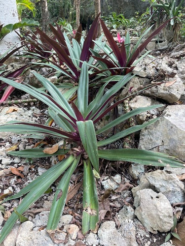 Fleur mexicaine à trois maîtres — Bild 4