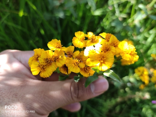 Estragon mexicain — photo 3 sur 9