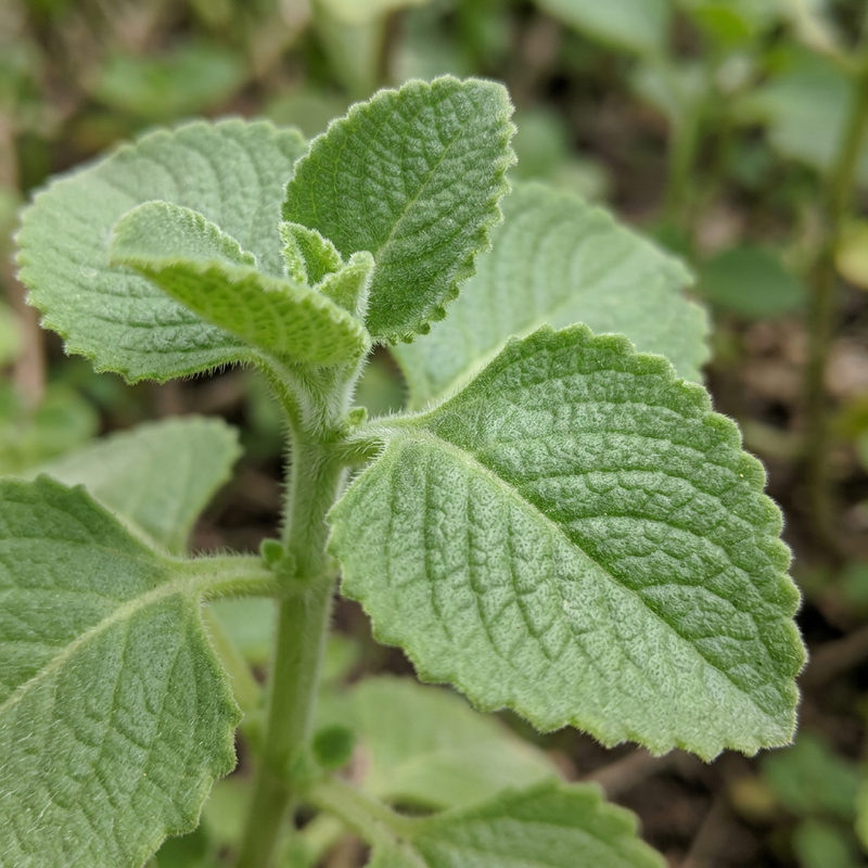 Origan mexicain (Plectranthus amboinicus), illustration IA