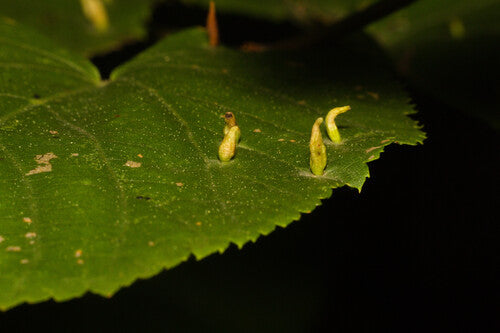 Naturaufnahme - Bild 1