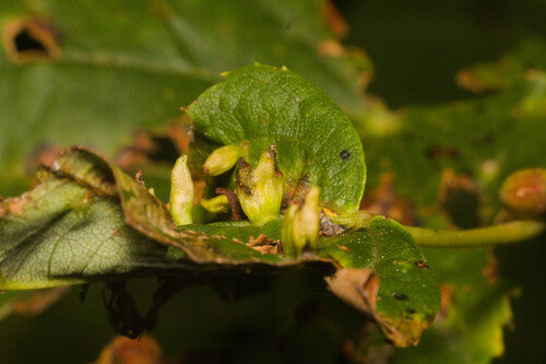 Naturaufnahme - Bild 2