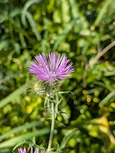 Chardon-Marie — Bild 4