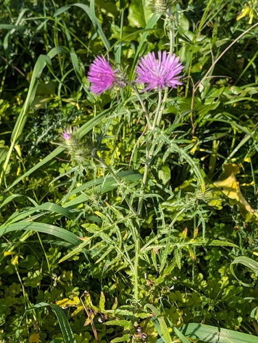 Chardon-Marie — Bild 2