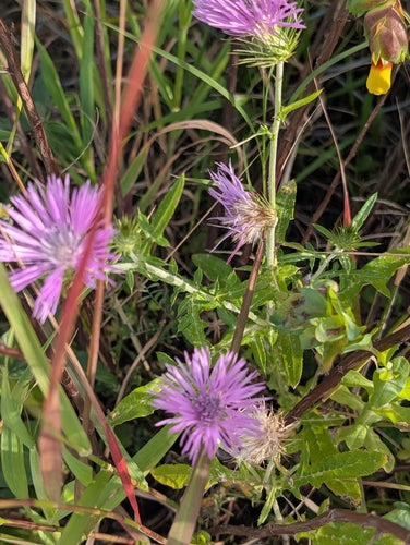 Chardon-Marie — Bild 5