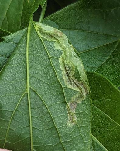Mineuses de feuilles — Bild 5