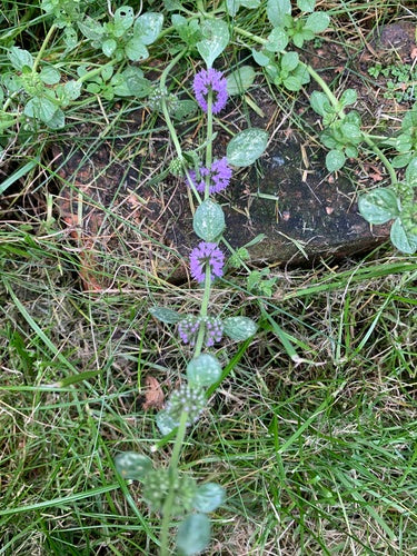 menthe — Bild 3