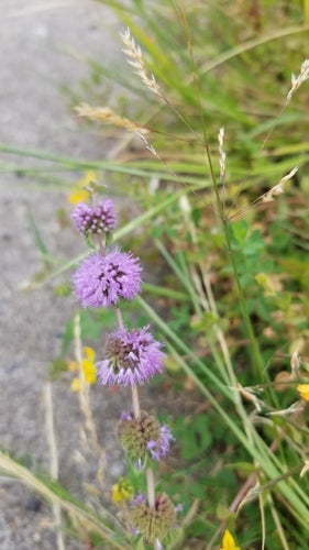 menthe — Bild 5