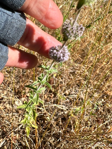 menthe — Bild 1