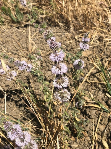 menthe — Bild 4