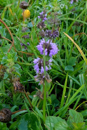 menthe — Bild 1