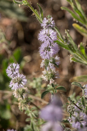 menthe — Bild 2