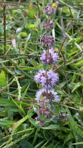 menthe — Bild 2