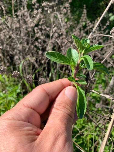 menthe — photo 4 sur 10