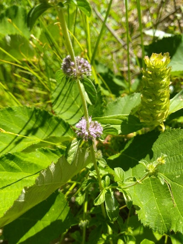 menthe — Bild 3