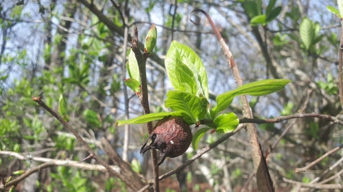 Néflier — Bild 4