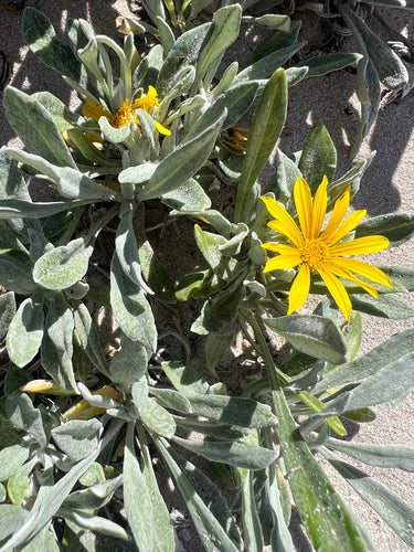 L'or de midi — Bild 4