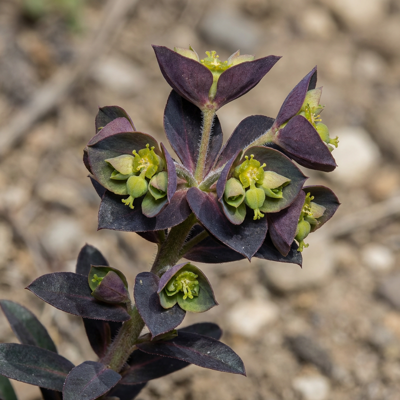 Euphorbe méditerranéenne 'Black Bird'