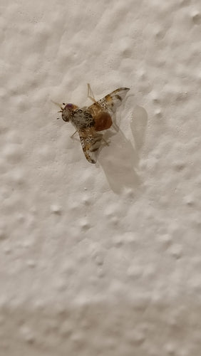Mouche méditerranéenne des fruits — photo 1 sur 50
