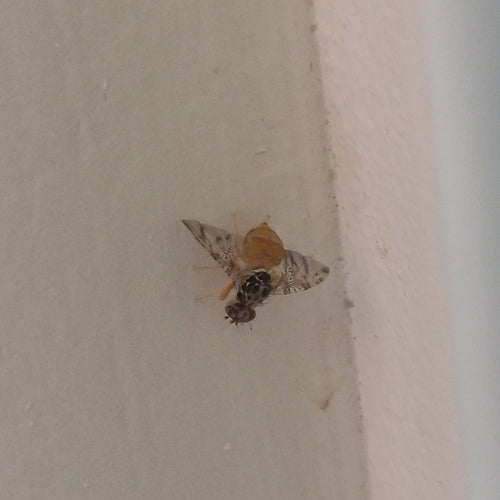 Mouche méditerranéenne des fruits — photo 4 sur 50