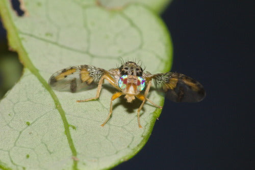 Mouche méditerranéenne des fruits — photo 3 sur 50