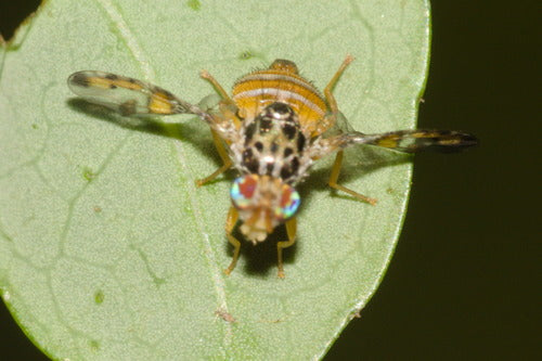 Mouche méditerranéenne des fruits — photo 2 sur 50
