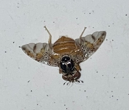 Mouche méditerranéenne des fruits — Bild 4