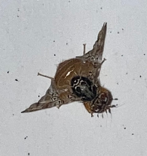 Mouche méditerranéenne des fruits — Bild 3
