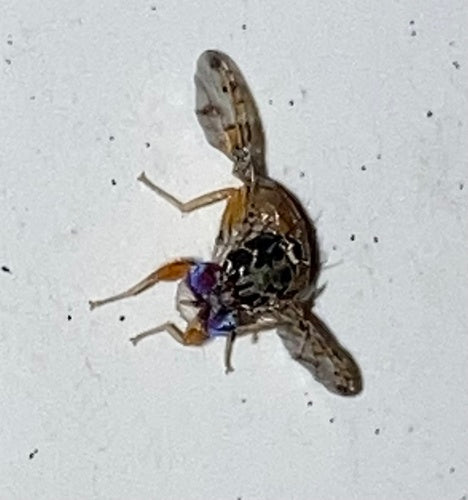 Mouche méditerranéenne des fruits — Bild 2