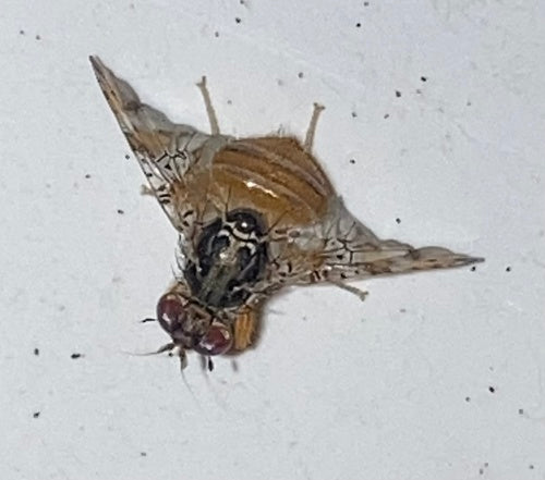 Mouche méditerranéenne des fruits — Bild 1