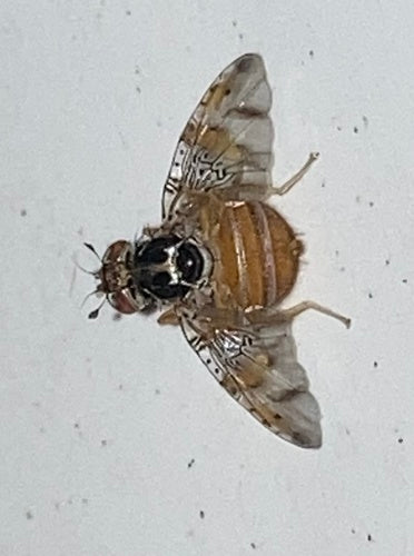 Mouche méditerranéenne des fruits — Bild 5