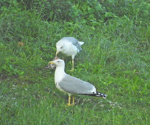 Mouette méditerranéenne — Bild 5