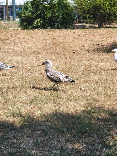 Mouette méditerranéenne — Bild 4