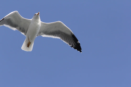 Mouette méditerranéenne — Bild 2