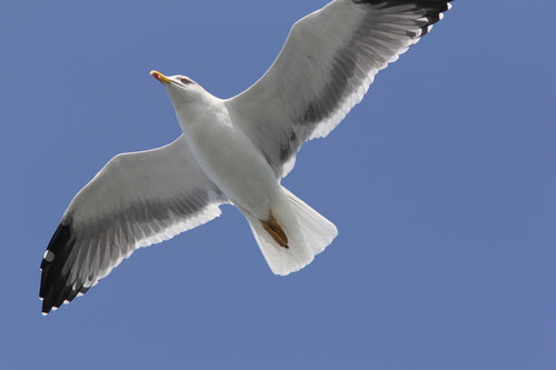 Mouette méditerranéenne — Bild 3