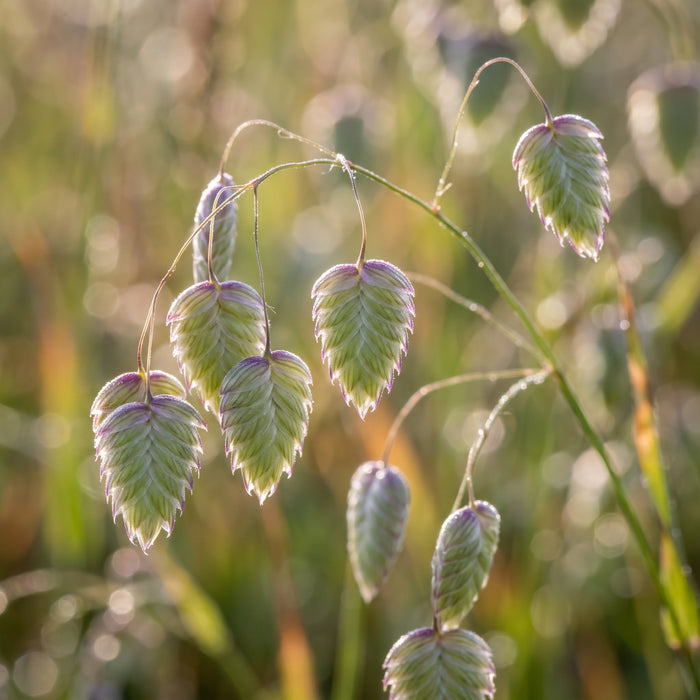Blüte von Mittleres Zittergras (Briza media) in Nahaufnahme (KI-generiert)