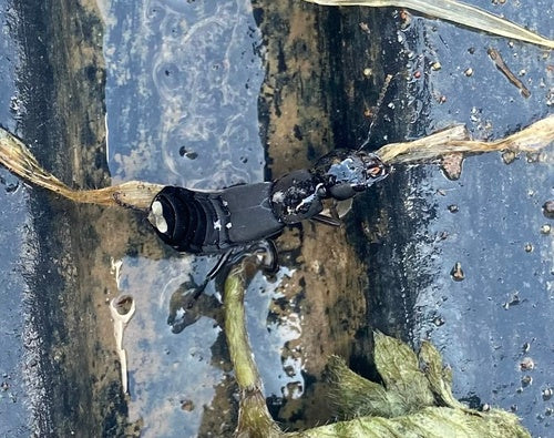 Coléoptère de la pourriture — Bild 3