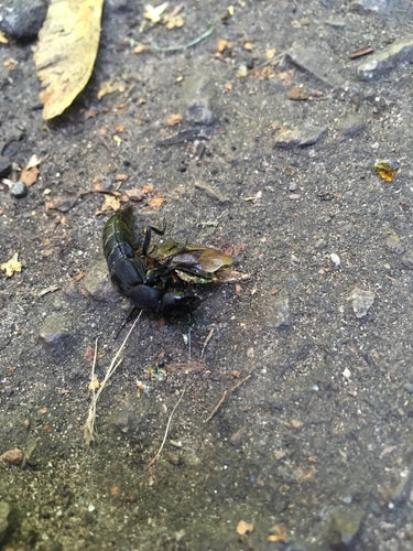 Coléoptère de la pourriture — Bild 2