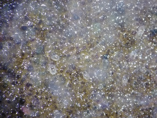 acarien du mildiou — Bild 5