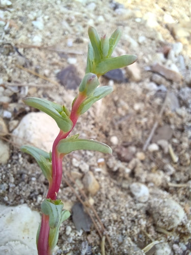 Barbe de moine — Bild 3