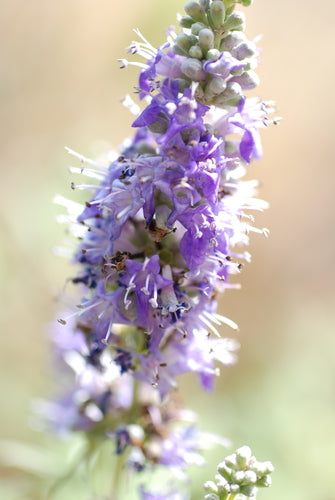 Poivre de moine — Bild 5