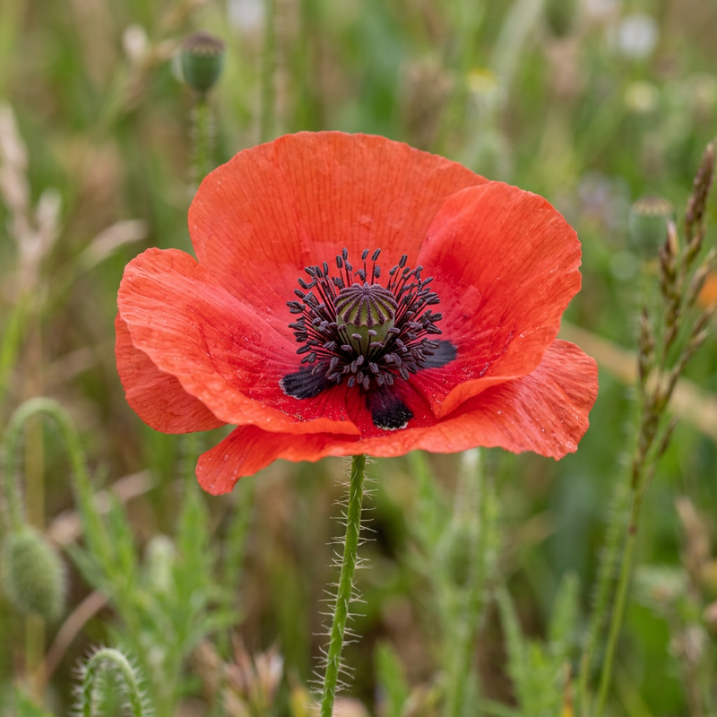 Coquelicot (genre)