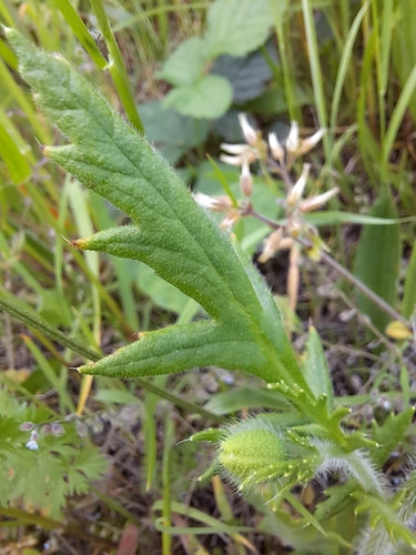 Pavot — Bild 5
