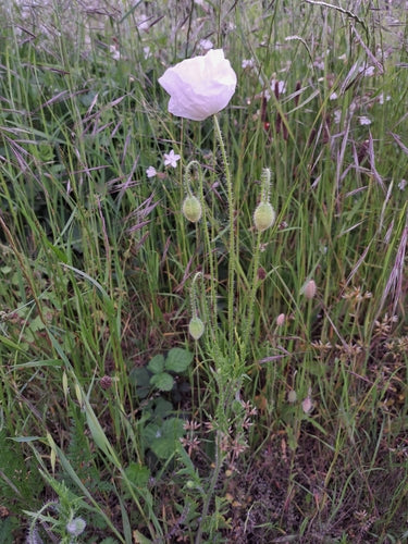 Pavot — Bild 3