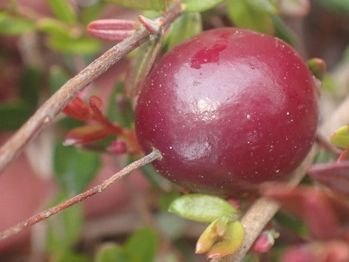 canneberge — Bild 1
