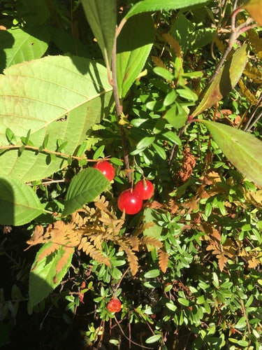canneberge — Bild 5